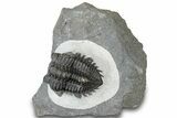 Detailed Coltraneia Trilobite Fossil - Huge Faceted Eyes #311144-3